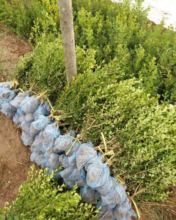 小叶黄杨图片基地实拍