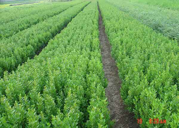 小叶黄杨图片基地实拍