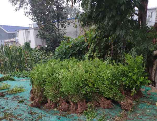 小叶黄杨图片基地实拍