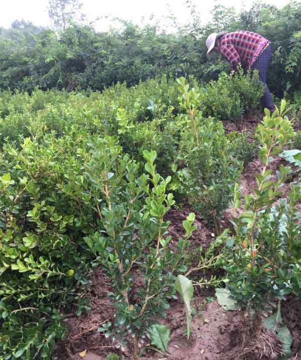 小叶黄杨图片基地实拍