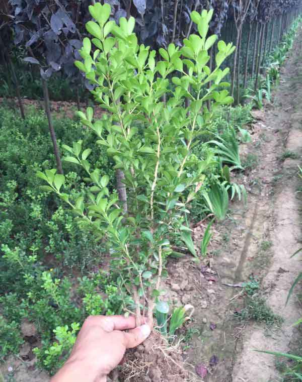 小叶黄杨图片基地实拍