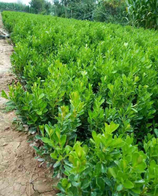 小叶黄杨图片基地实拍