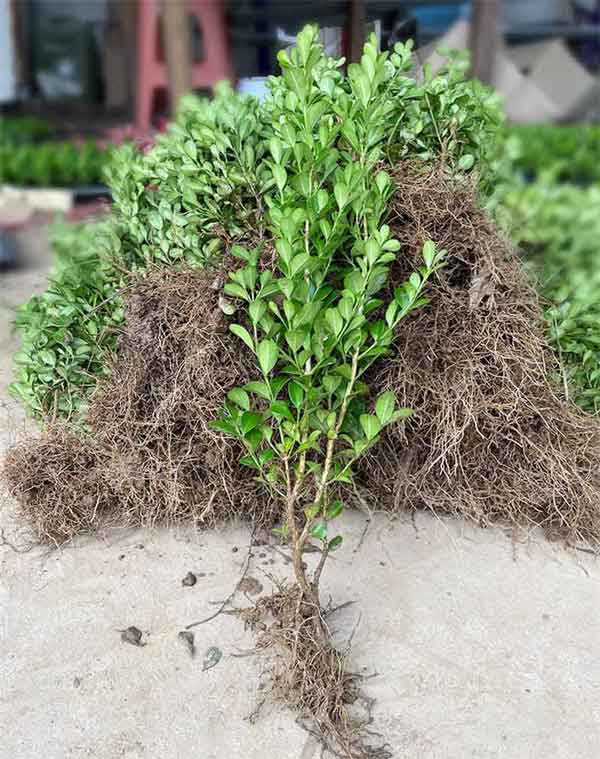 小叶黄杨图片基地实拍