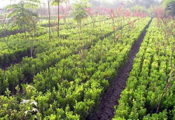 小叶黄杨图片基地实拍