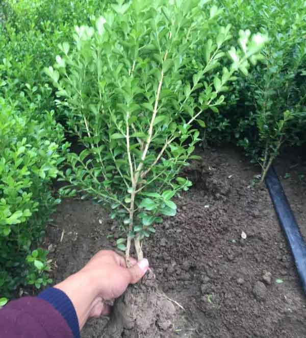 小叶黄杨图片基地实拍