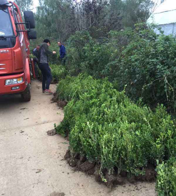 小叶黄杨图片基地实拍