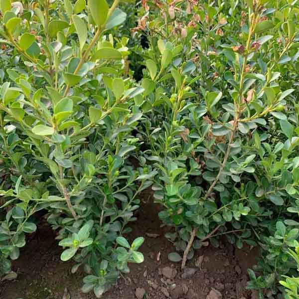 小叶黄杨图片基地实拍