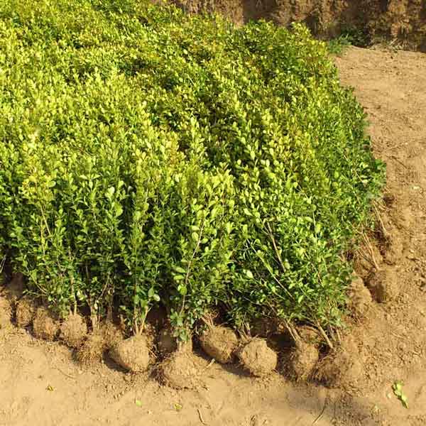 小叶黄杨图片基地实拍