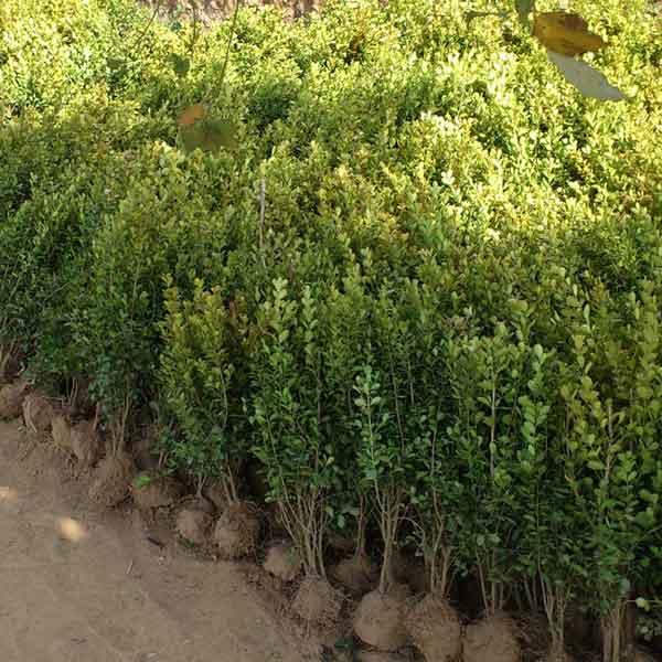 小叶黄杨图片基地实拍