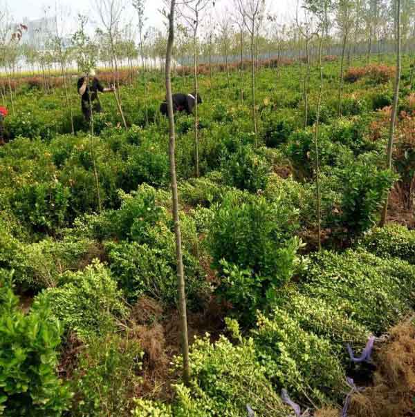 小叶黄杨图片基地实拍