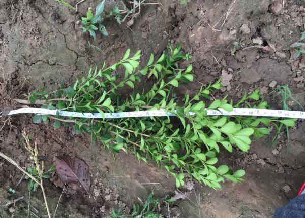 小叶黄杨图片基地实拍