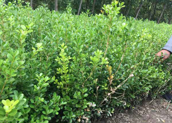 小叶黄杨图片基地实拍