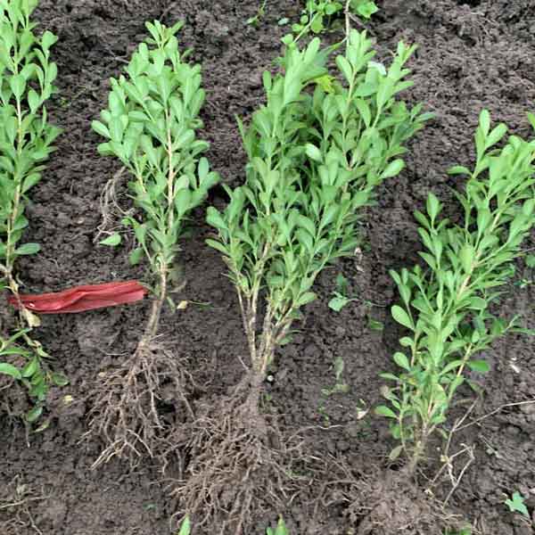 小叶黄杨图片基地实拍