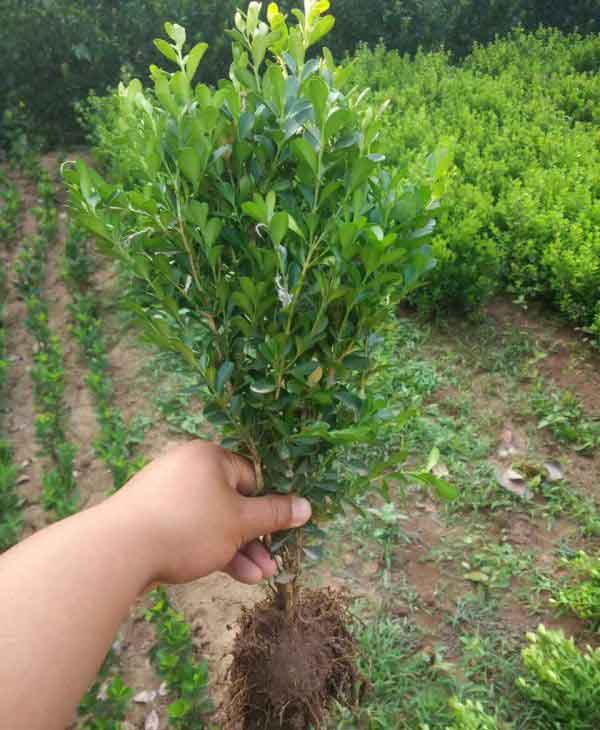 小叶黄杨图片基地实拍