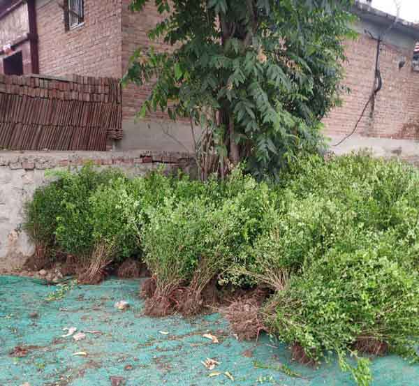 小叶黄杨图片基地实拍