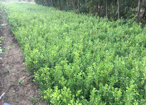 小叶黄杨图片基地实拍