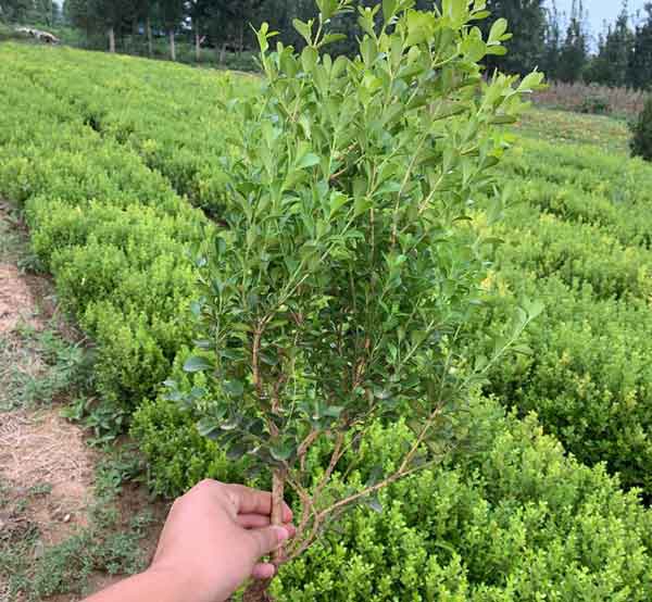 小叶黄杨图片基地实拍