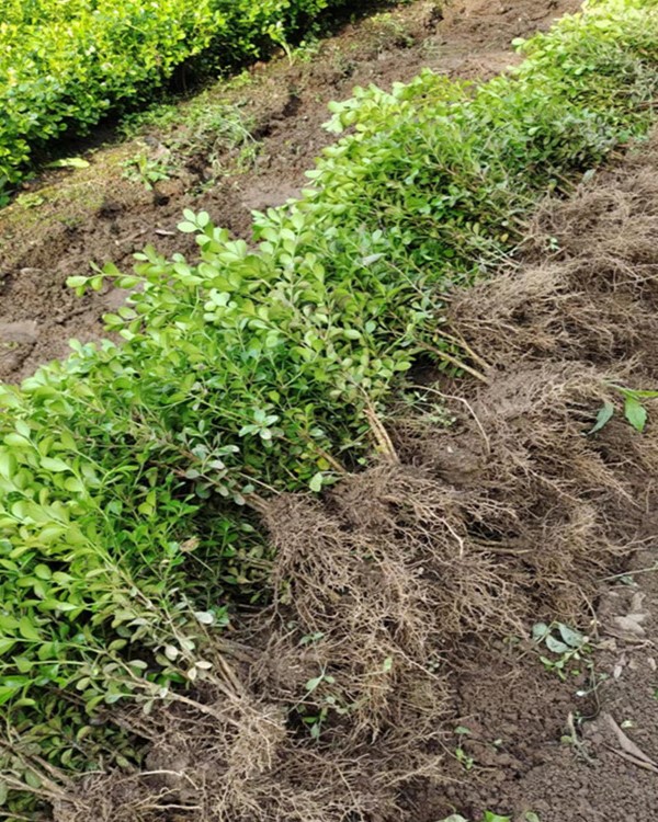 小叶黄杨图片基地实拍