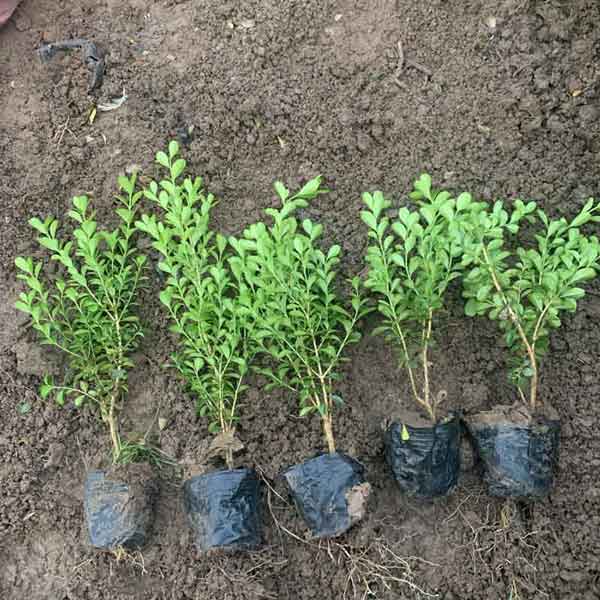 小叶黄杨图片基地实拍