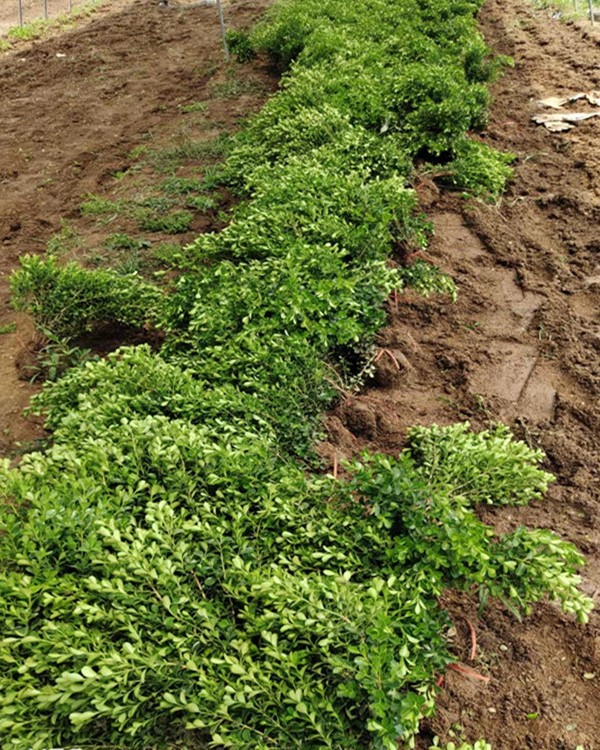 小叶黄杨图片基地实拍