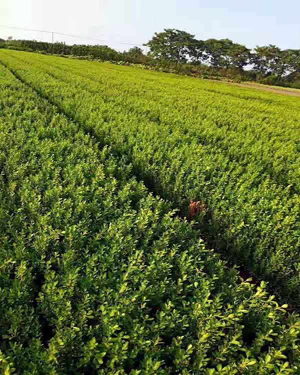 小叶黄杨图片基地实拍
