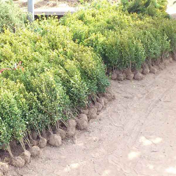 小叶黄杨图片基地实拍