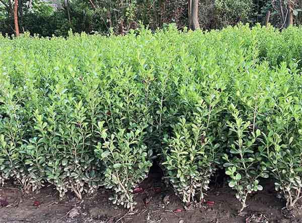 小叶黄杨图片基地实拍