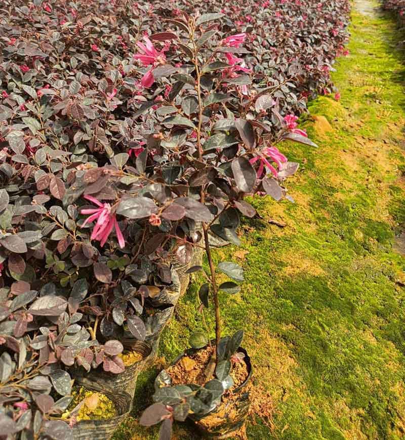  红花檵木小苗