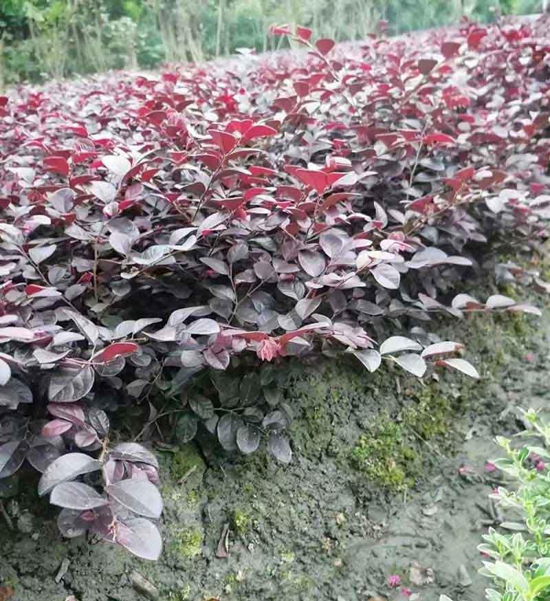 红花檵木小苗
