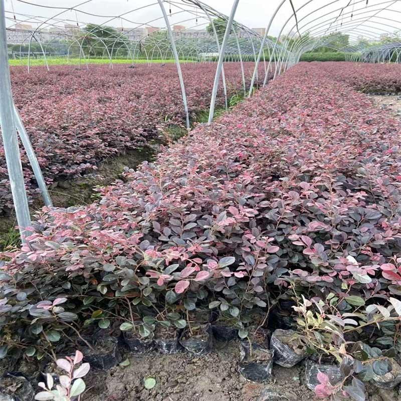  红花檵木小苗