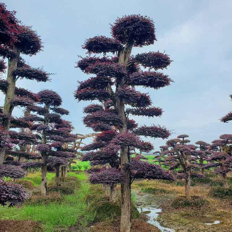  红花檵木