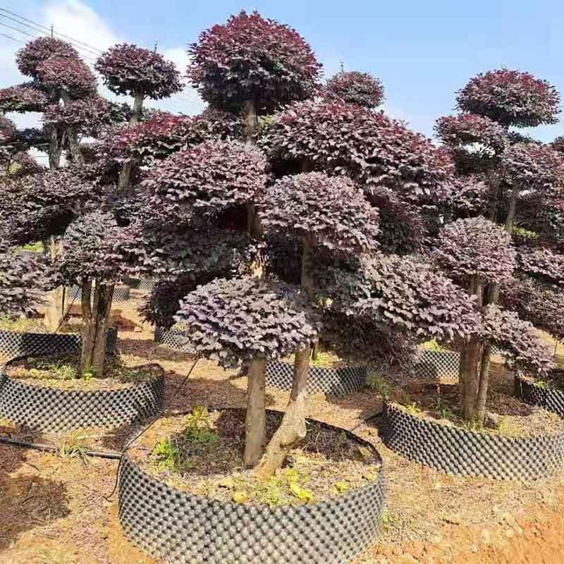  红花檵木