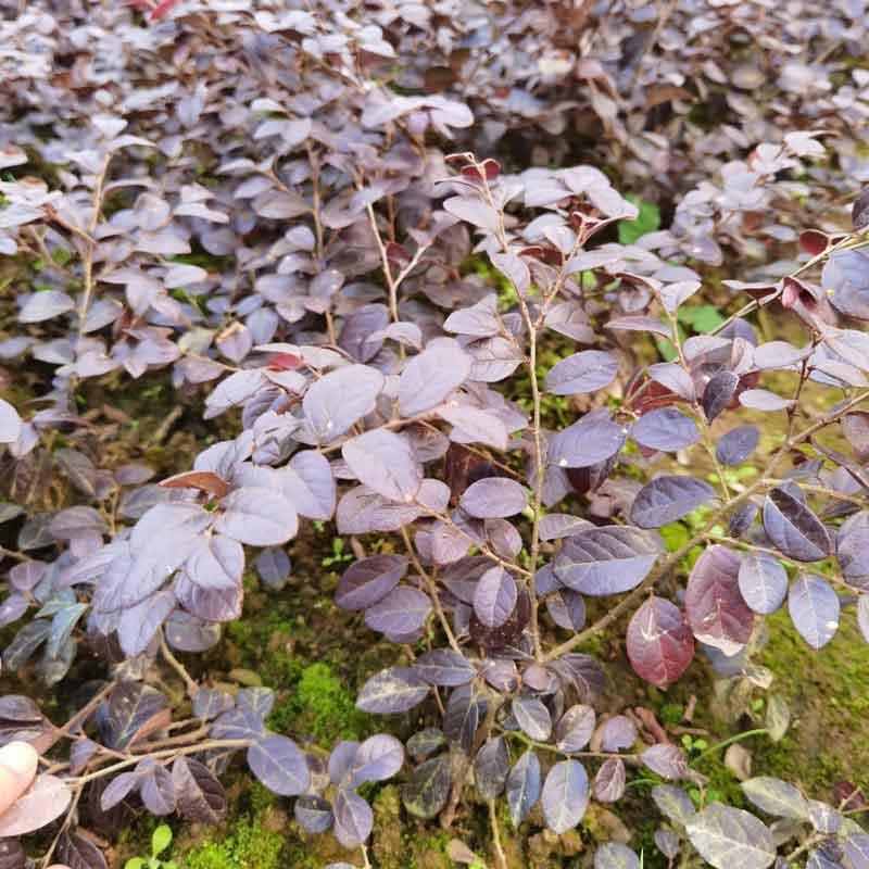  红花檵木