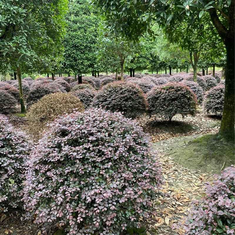  红花檵木球