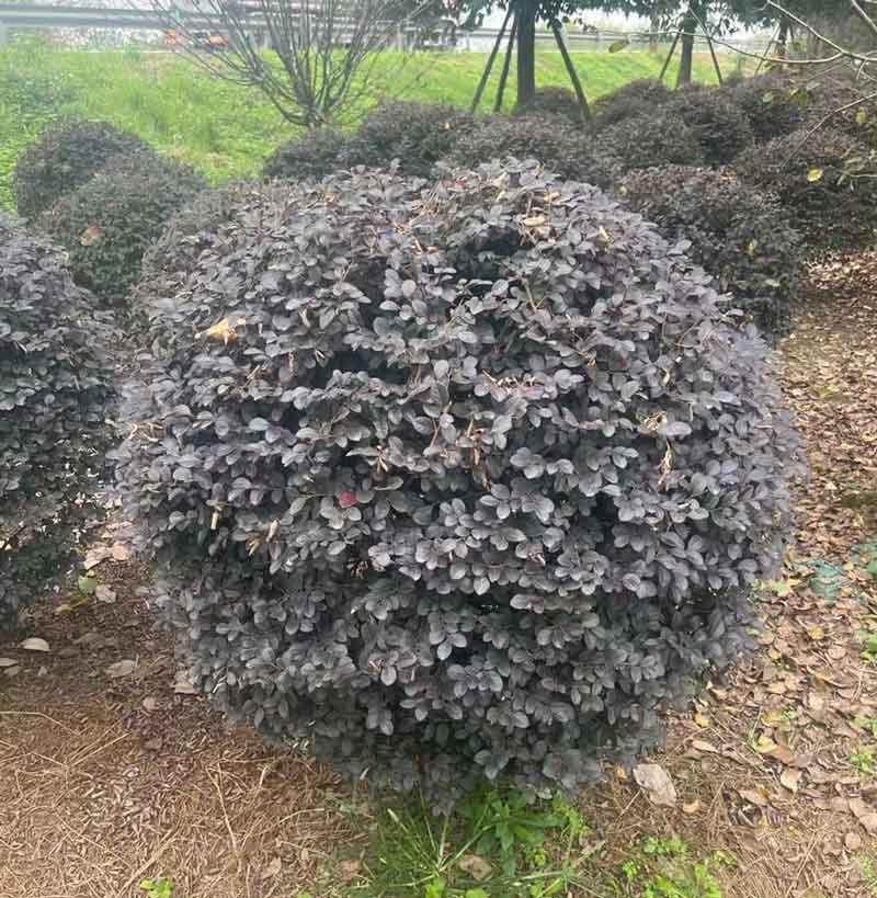  红花檵木球