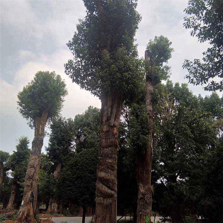  香樟树