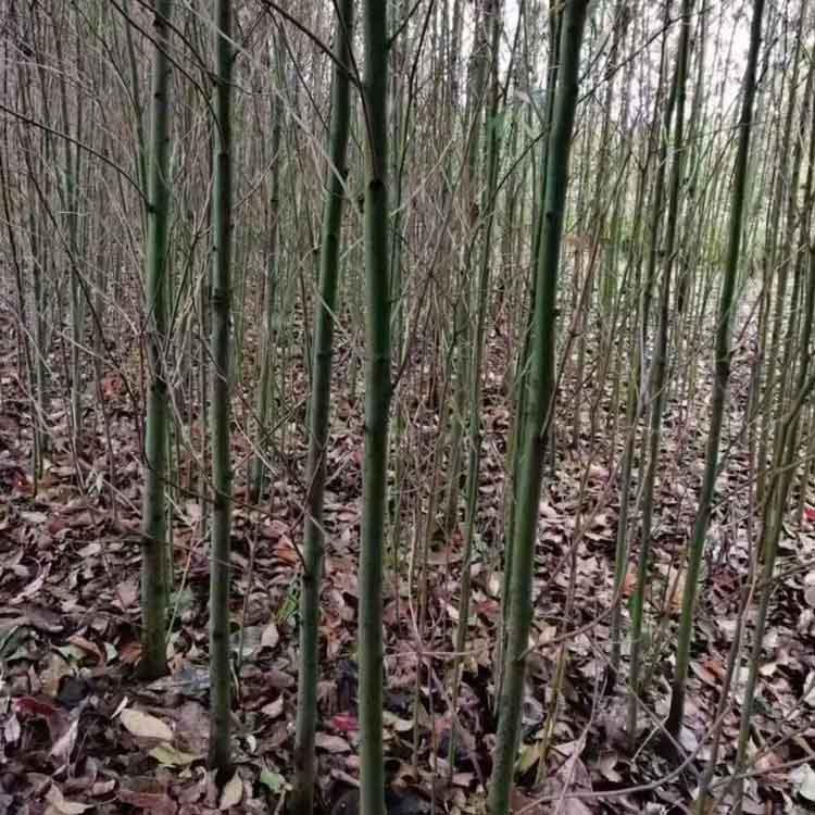  香樟树