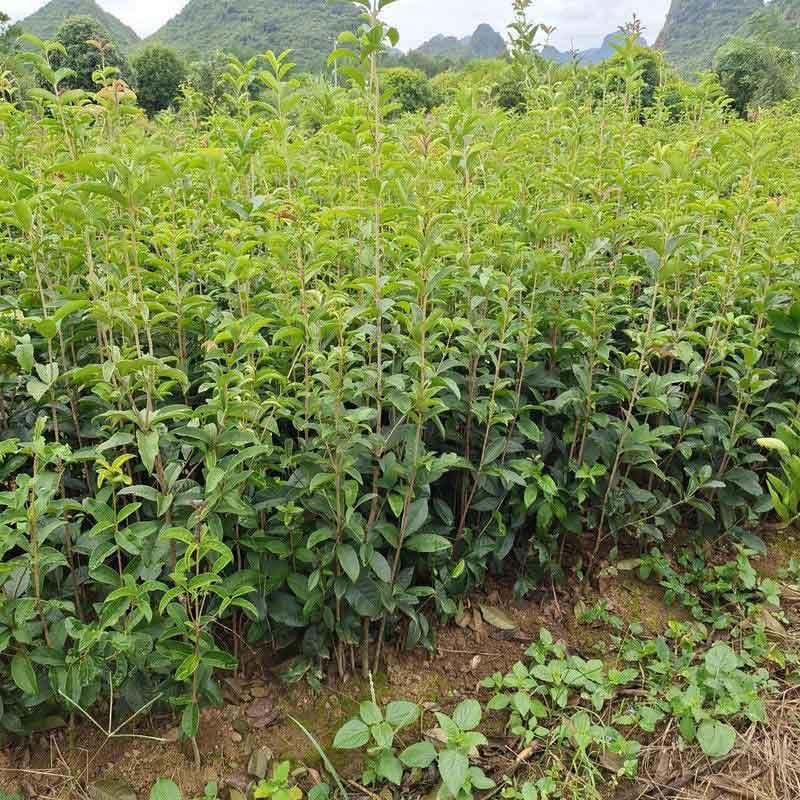  桂花树小苗