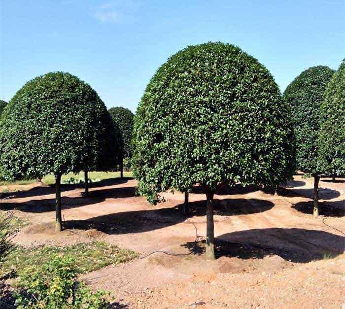  桂花树