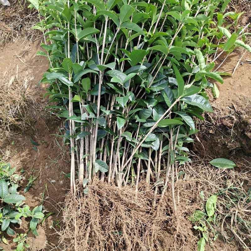  桂花树小苗