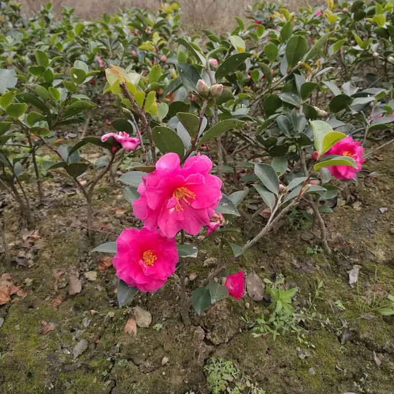  茶梅树小苗