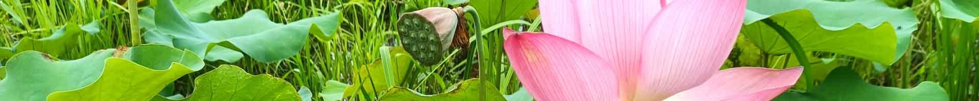 草本花卉