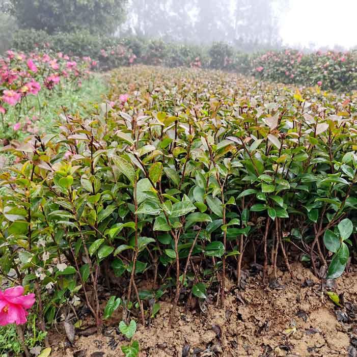  茶梅树小苗