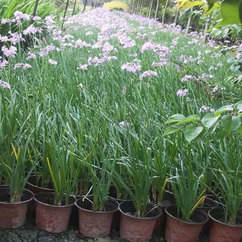  紫娇花