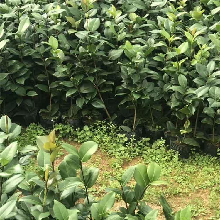  茶花树小苗