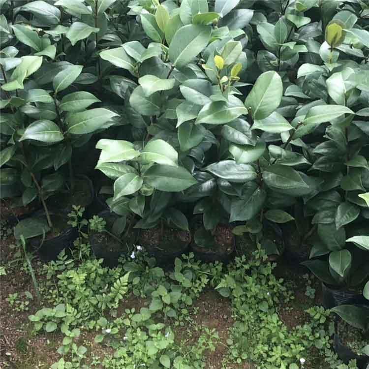  茶花树小苗