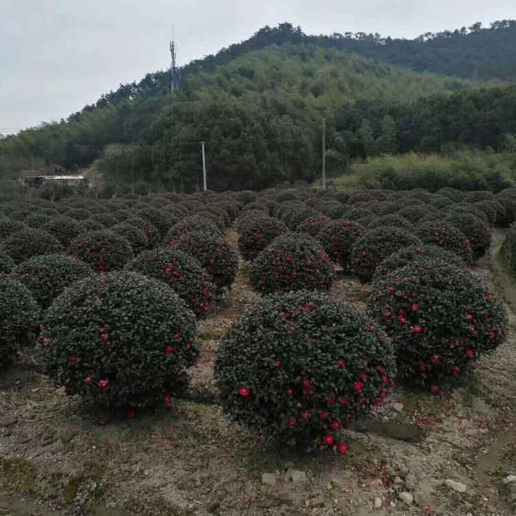  茶梅球