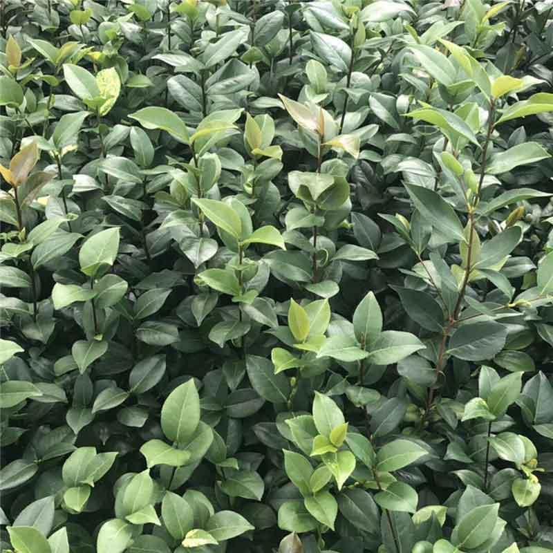  茶花树小苗