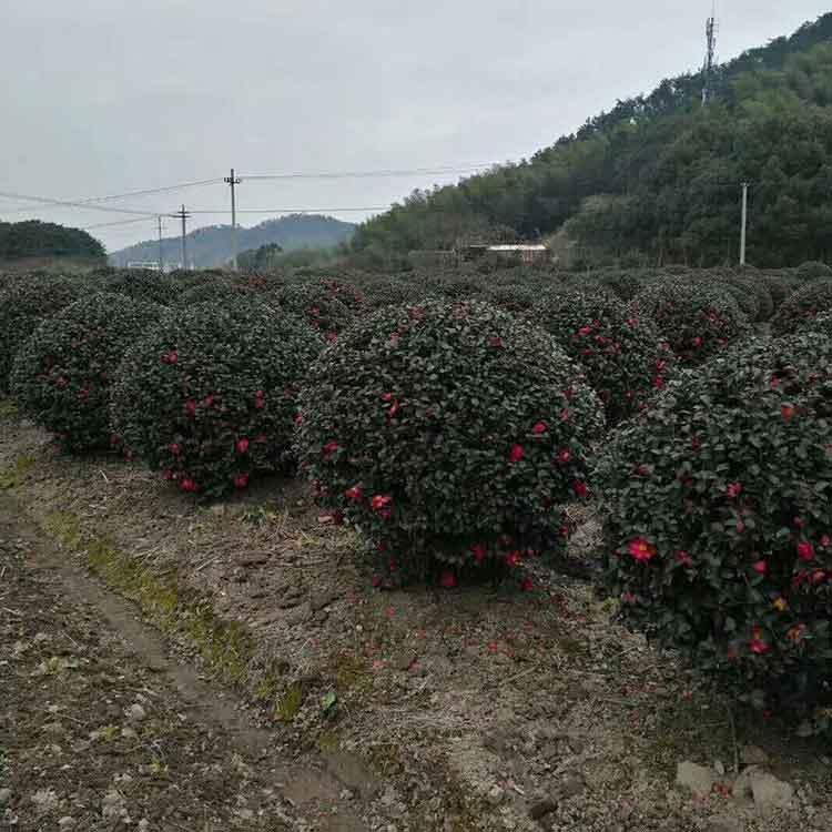  茶梅球