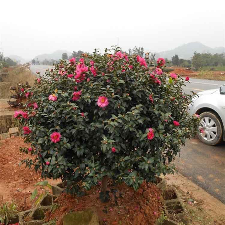  茶梅球